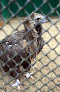 eagle in the cage