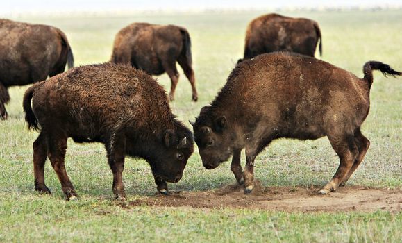 Two wild buffalos fights. Askania-Nova. Ukraine