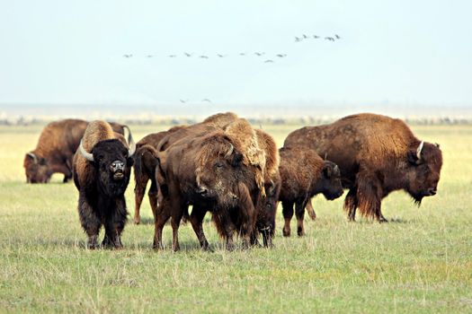 Group of wild buffalos. Askania-Nova. Ukraine