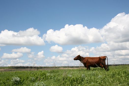 Cow out grazing against deep blue sky 