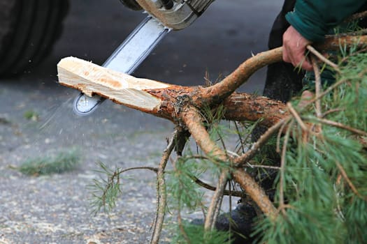 to cut a fir-tree on New Year
