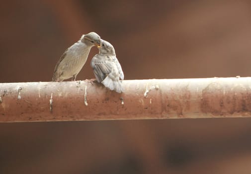 two sparrow eating