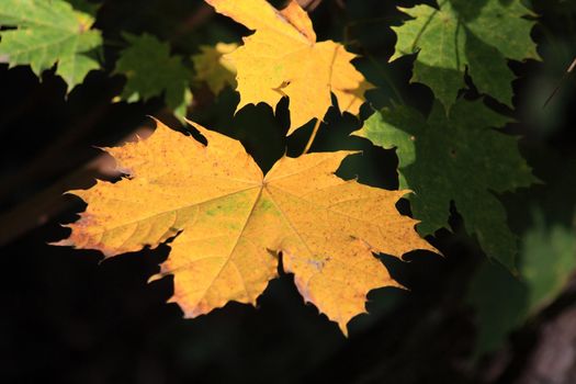 Close up of the yellow maple leaf