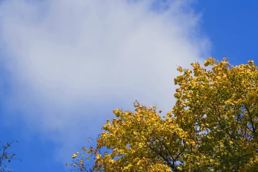 Atumn tree on blue sky