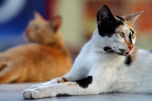 couple of street cats 