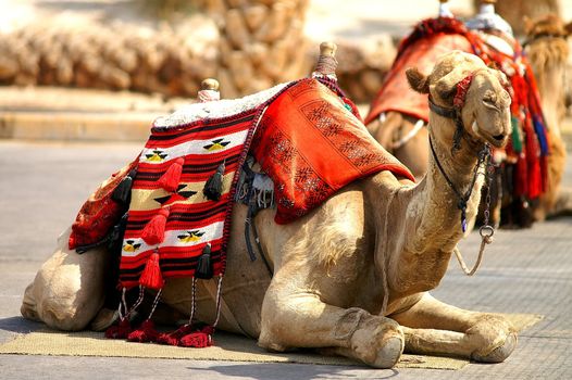 Oriental colorful camel