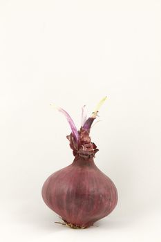 A red onion sprouting with leaf shoots growing from the top all isolated on white.