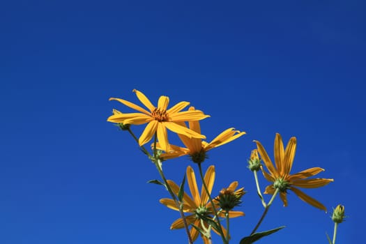 yellow flower on celestial background