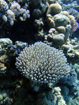 Coral bush in Red sea, Sharm El Sheikh, Egypt