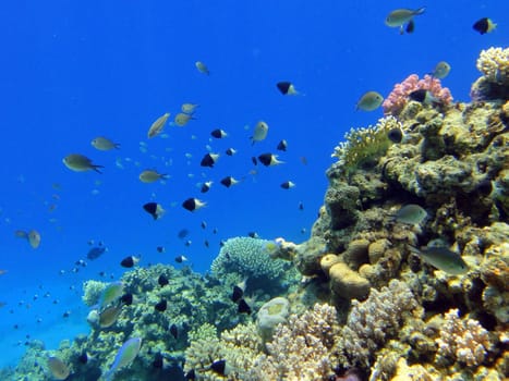 Coral fish in Red sea, Sharm El Sheikh, Egypt