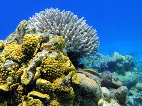 Coral and fish in Red sea, Sharm El Sheikh, Egypt