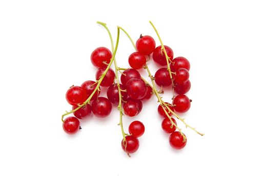 Red currants on the white background