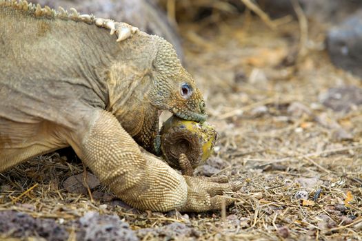 Galapagos land iguana eating cactus on Santa Fe Island