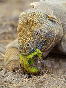 Galapagos land iguana eating cactus on Santa Fe Island