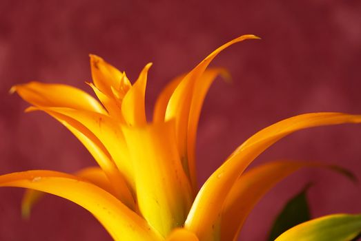yellow bromelia plant over plum colour background closeup