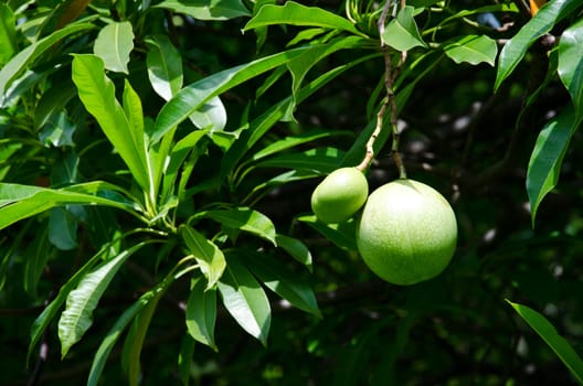 The green fruit is nutritious.