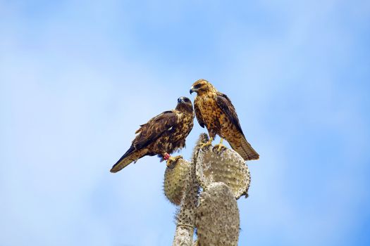 Two Galapagos Hawks on a cactus,  Santa Fe