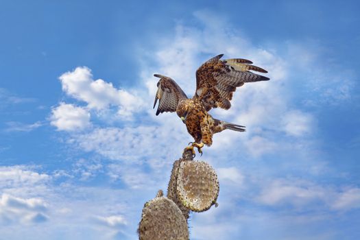 Galapagos Hawk on a cactus,  Santa Fe