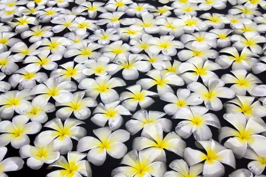 Beautiful flowers floating in water. Thailand. 