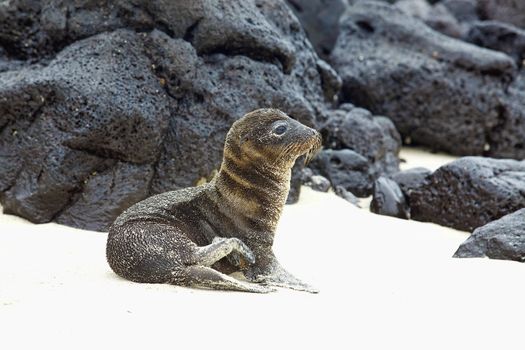 Young Sea Lion sitting in the sand, Santa Fe, Galapagos