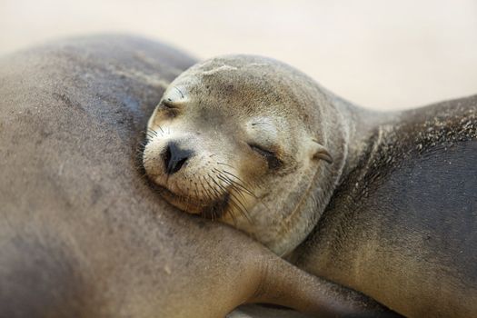 Young Sea Lion sleeping on his mummy, Santa Fe, Galapagos