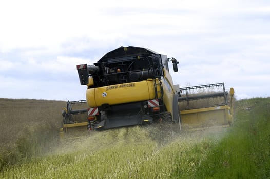 the harvest of colza with machines like a reaping-machine threshing-machine and tractor