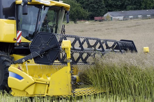 the harvest of colza with machines like a reaping-machine threshing-machine and tractor