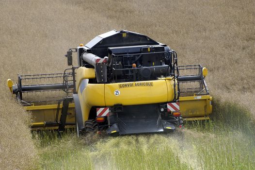 the harvest of colza with machines like a reaping-machine threshing-machine and tractor