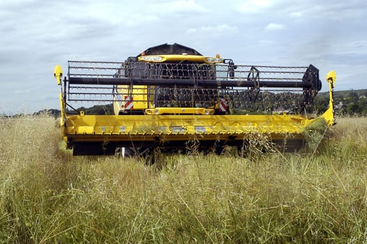 the harvest of colza with machines like a reaping-machine threshing-machine and tractor