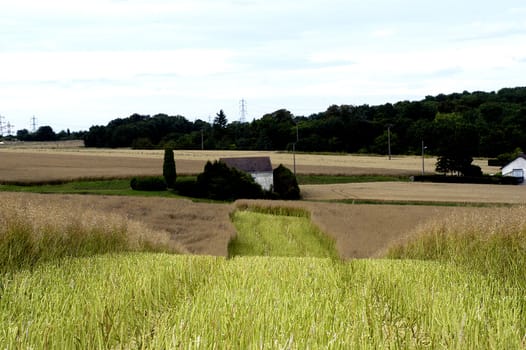 the harvest of colza with machines like a reaping-machine threshing-machine and tractor