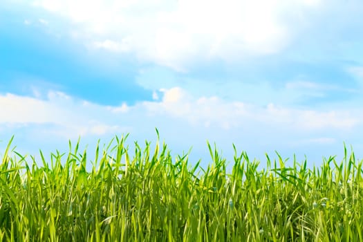 view of the cloudy sky through the green grass