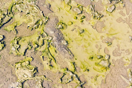 background from a puddle of slime-lit sun