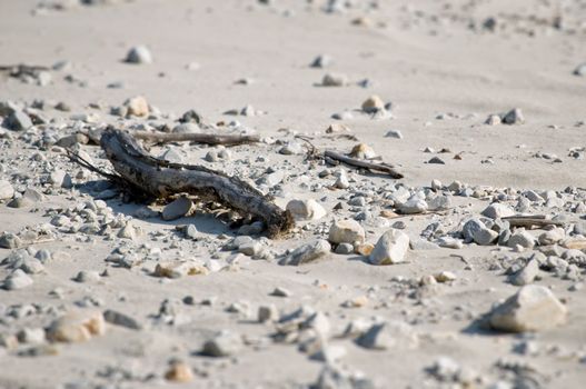 Driftwood on sand with pebbled and shallow depth of field