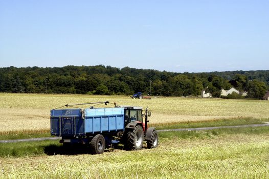 the harvest of colza with machines like a reaping-machine threshing-machine and tractor