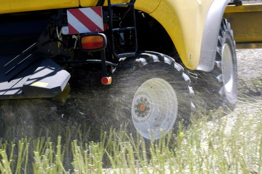 the harvest of colza with machines like a reaping-machine threshing-machine and tractor