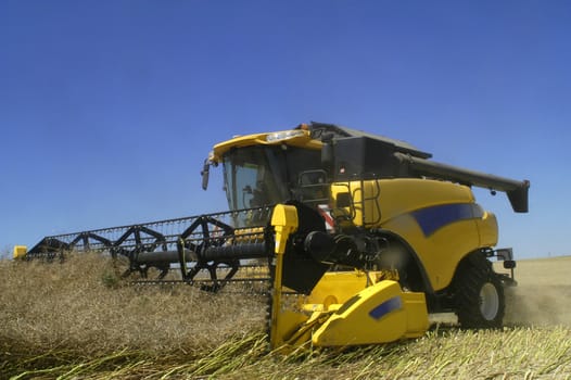 the harvest of colza with machines like a reaping-machine threshing-machine and tractor