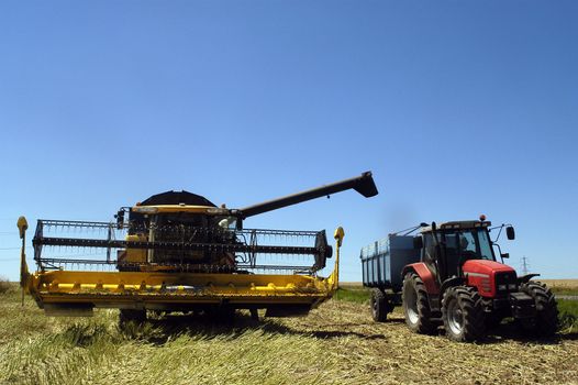 the harvest of colza with machines like a reaping-machine threshing-machine and tractor