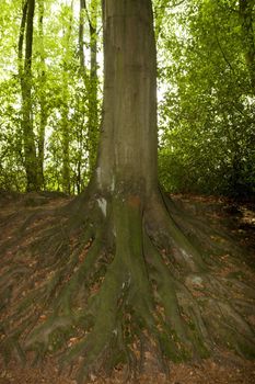 network of roots from big old tree in mature woods in the Cheshire countryside in England