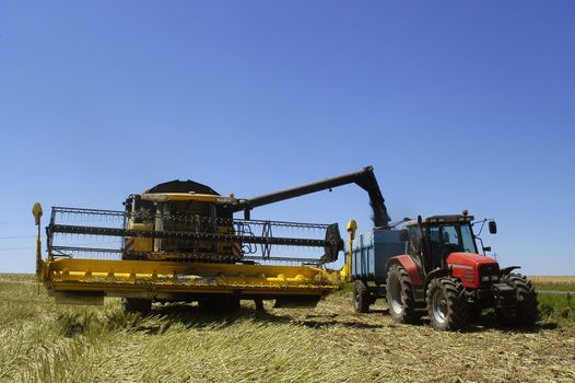 the harvest of colza with machines like a reaping-machine threshing-machine and tractor