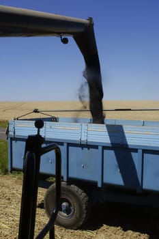 the harvest of colza with machines like a reaping-machine threshing-machine and tractor