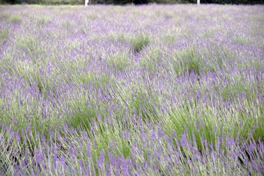 a field of swaying wild heather flowers on a beautiful day in the english countryside in blurry movement