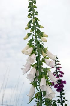wild white foxglove flowers on a beautiful day with a cloudy blue sky background