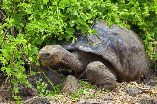 A Galapagos tortoise eating leaves, Santa Cruz, Galapagos