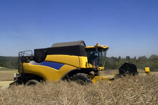 the harvest of colza with machines like a reaping-machine threshing-machine and tractor