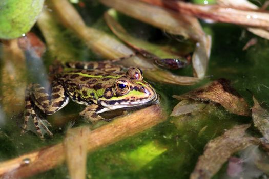 Green frog in the nature