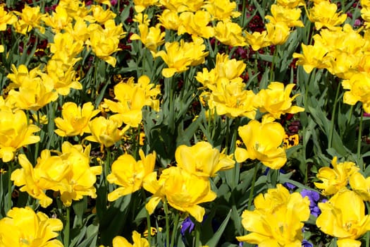 Beautiful yellow flowers