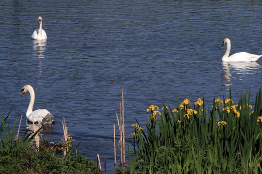 ducks swans and gooses in the nature