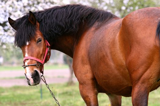 big horse standing in a field