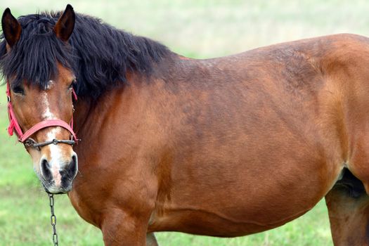 big horse standing in a field