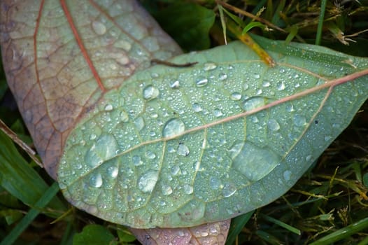 Early morning dew of Fall leaves